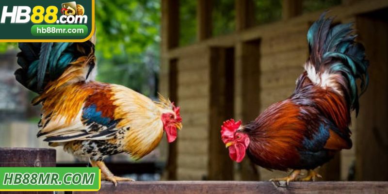 Thông tin về đá gà HB88