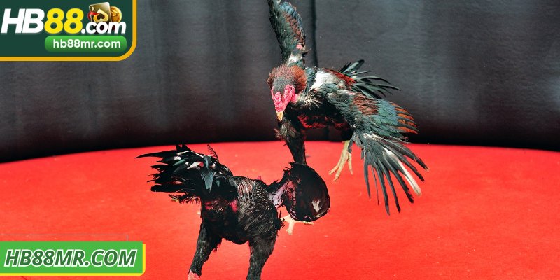 Nền tảng trực tuyến ổn định với trận hấp dẫn đa dạng