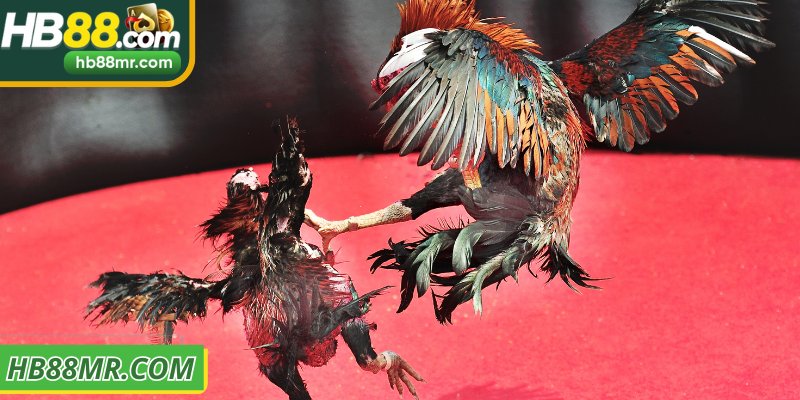 Sảnh đá gà ws168 phân loại chiến kê theo cân nặng chuẩn